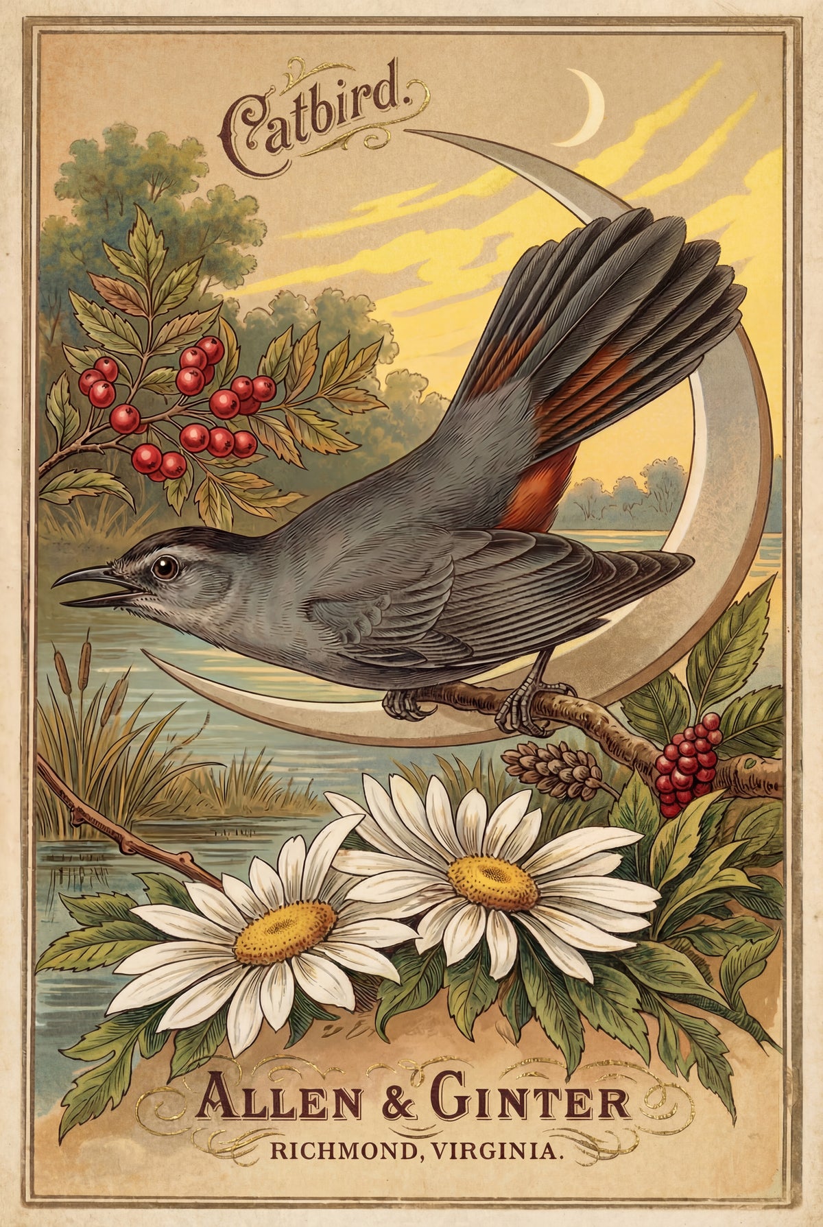 Birds of America (1888) Allen & Ginter | Pack of 10 Stationary Trading Cards (1 Design per Pack)
