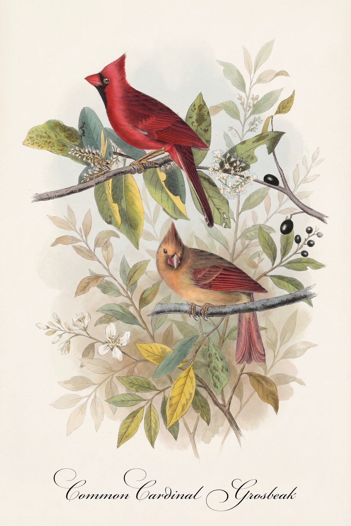 Fine Art Framed Poster: The Birds of America by John James Audubon | 1842 Lithograph