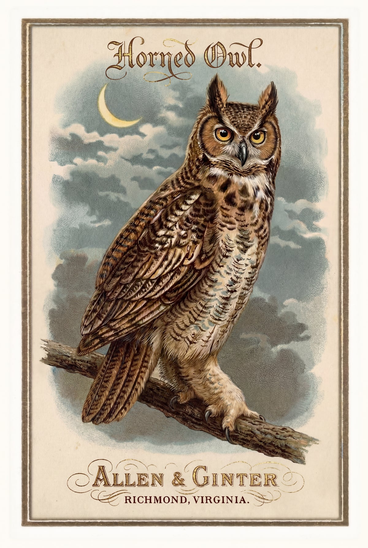 Birds of America (1888) Allen & Ginter | Pack of 10 Stationary Trading Cards (1 Design per Pack)