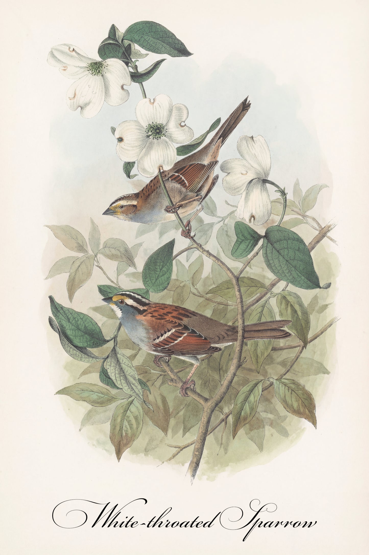 Fine Art Framed Poster: The Birds of America by John James Audubon | 1842 Lithograph