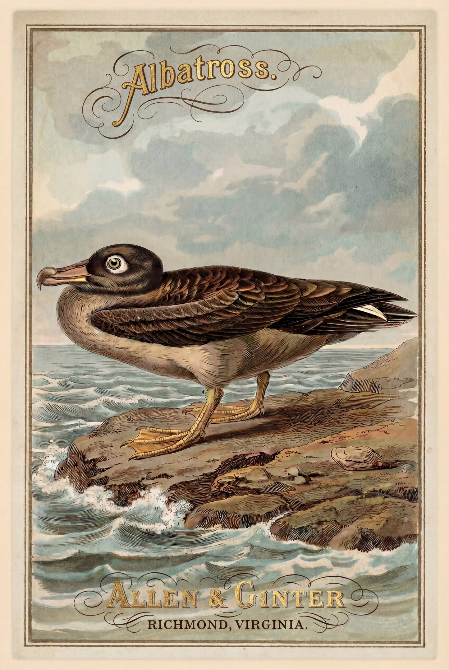 Birds of America (1888) Allen & Ginter | Pack of 10 Stationary Trading Cards (1 Design per Pack)