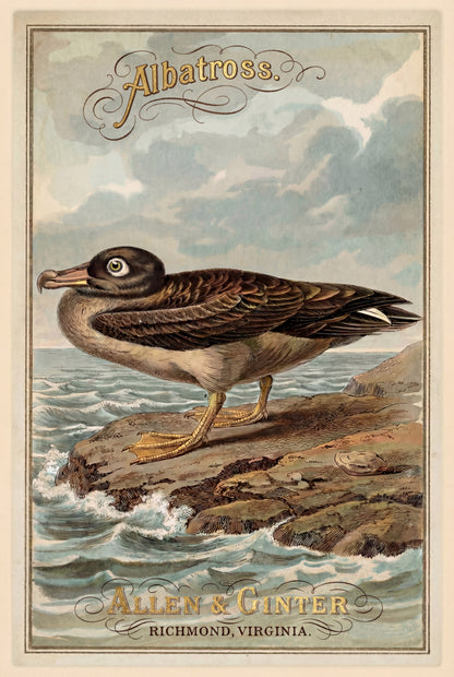Birds of America (1888) Allen & Ginter | Pack of 10 Stationary Trading Cards (1 Design per Pack)