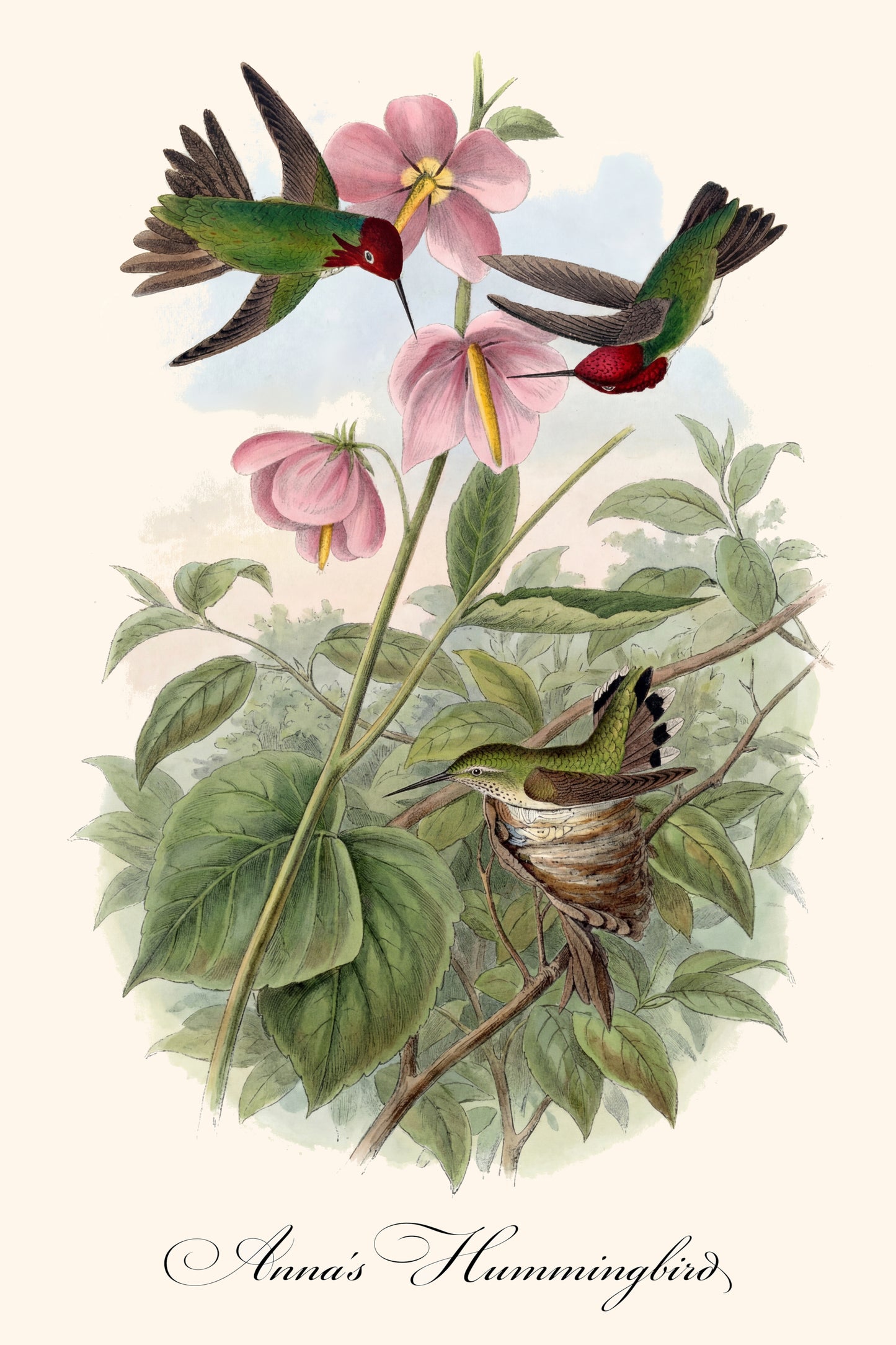 Fine Art Framed Poster: The Birds of America by John James Audubon | 1842 Lithograph