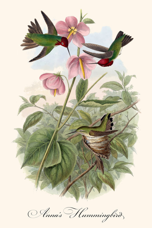 Fine Art Framed Poster: The Birds of America by John James Audubon | 1842 Lithograph