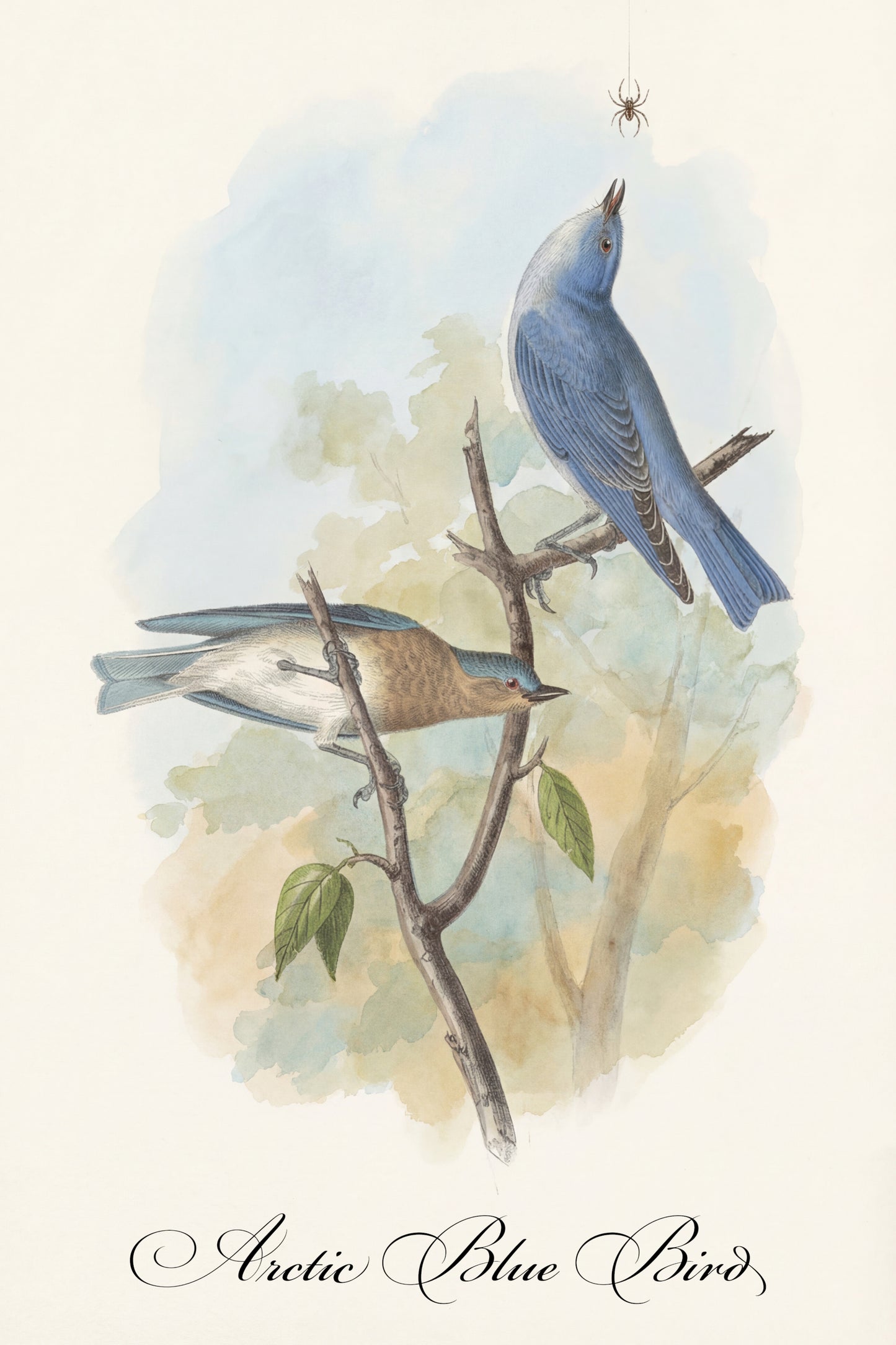 Fine Art Framed Poster: The Birds of America by John James Audubon | 1842 Lithograph