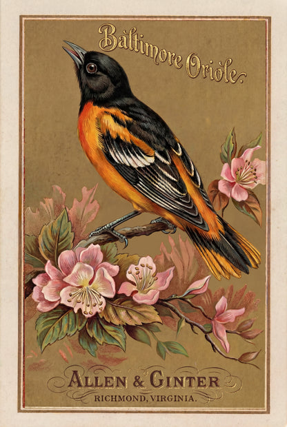 Birds of America (1888) Allen & Ginter | Pack of 10 Stationary Trading Cards (1 Design per Pack)