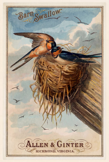 Birds of America (1888) Allen & Ginter | Pack of 10 Stationary Trading Cards (1 Design per Pack)