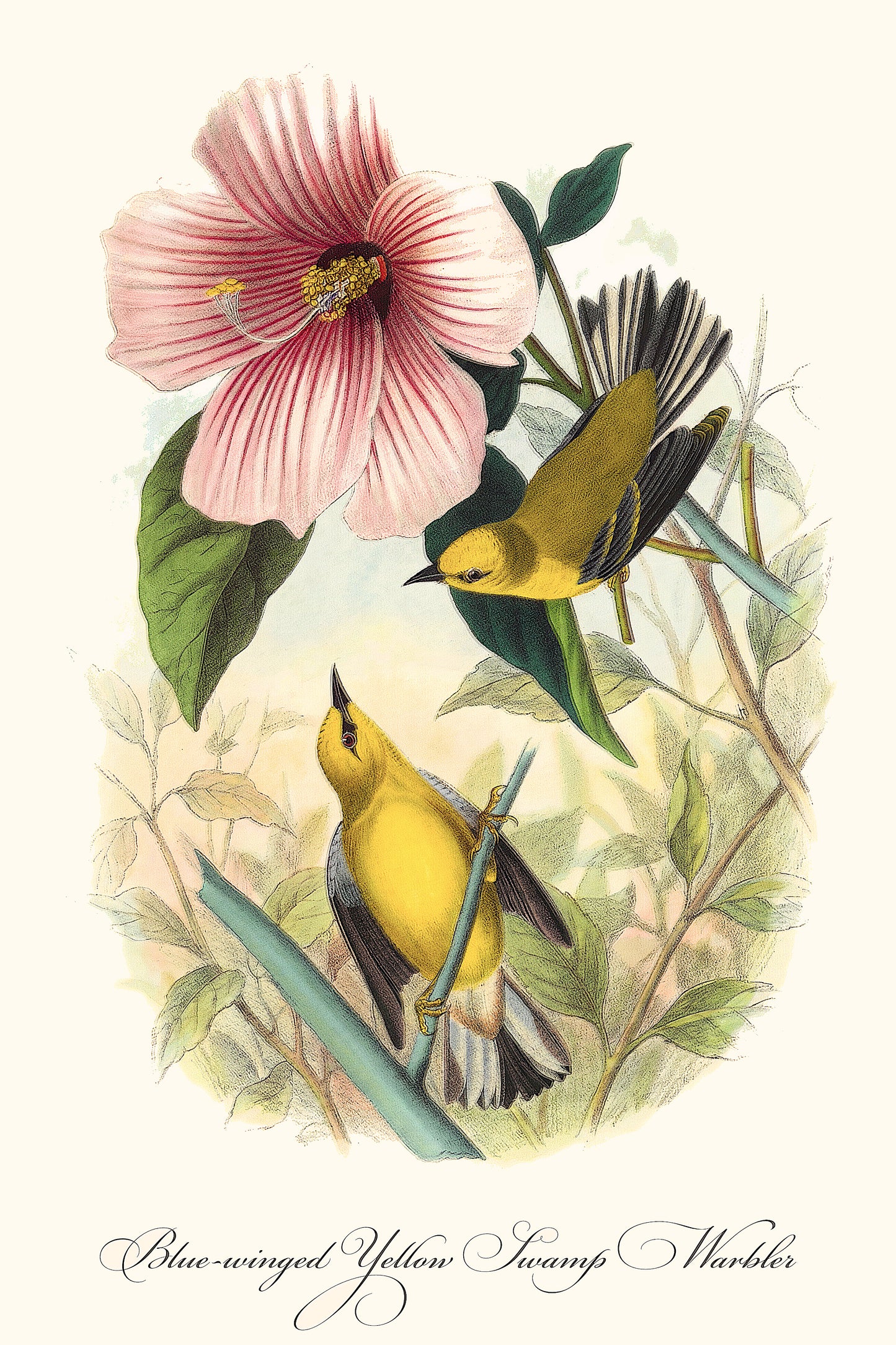 Fine Art Framed Poster: The Birds of America by John James Audubon | 1842 Lithograph