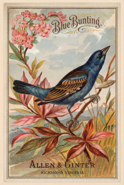 Birds of America (1888) Allen & Ginter | Pack of 10 Stationary Trading Cards (1 Design per Pack)