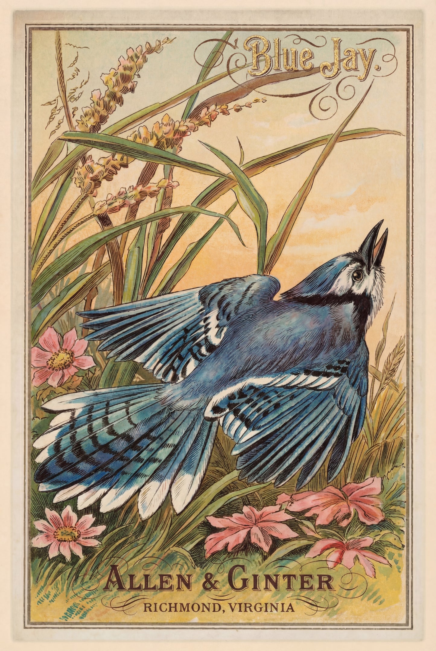 Birds of America (1888) Allen & Ginter | Pack of 10 Stationary Trading Cards (1 Design per Pack)