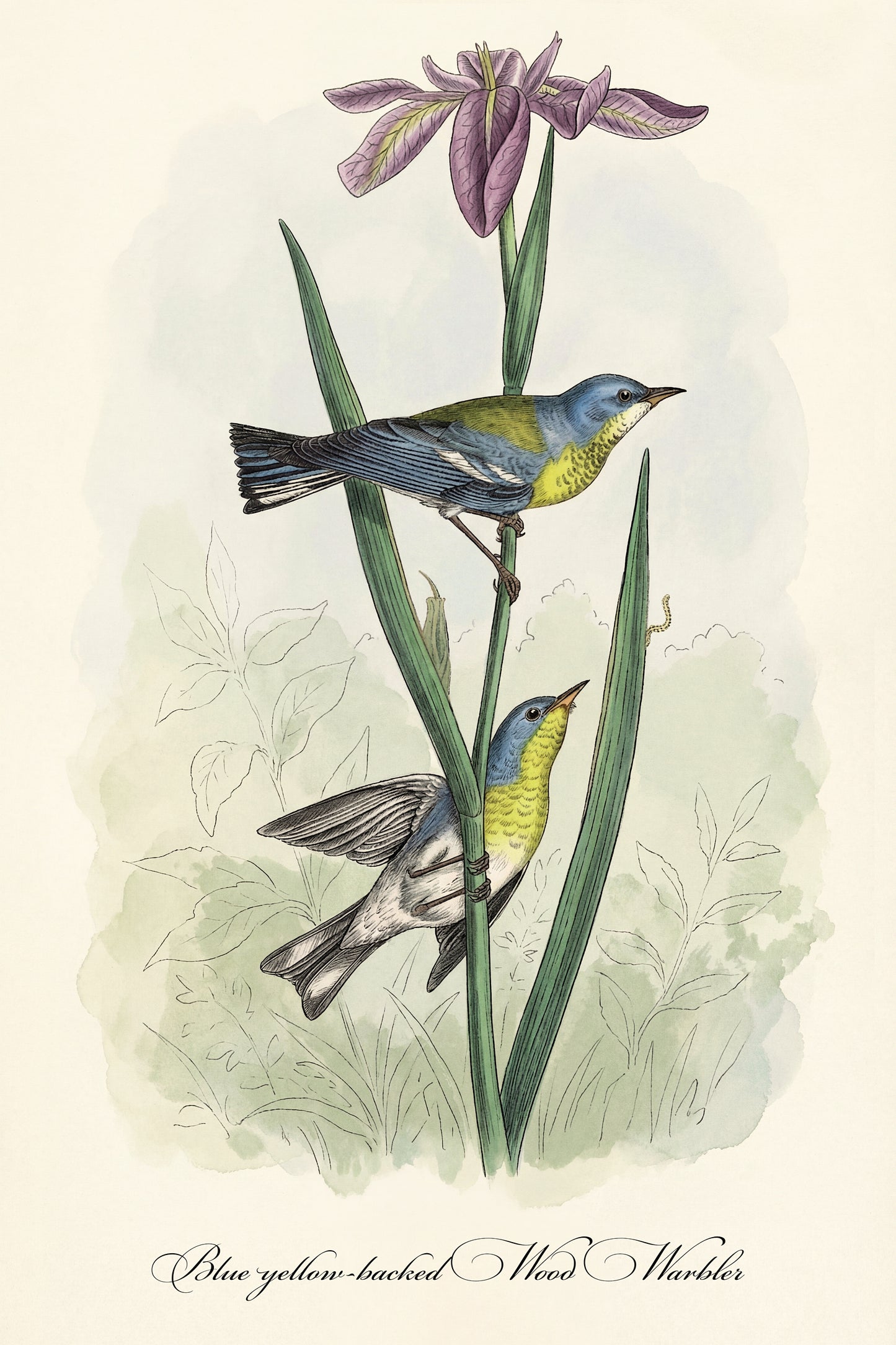 Fine Art Framed Poster: The Birds of America by John James Audubon | 1842 Lithograph