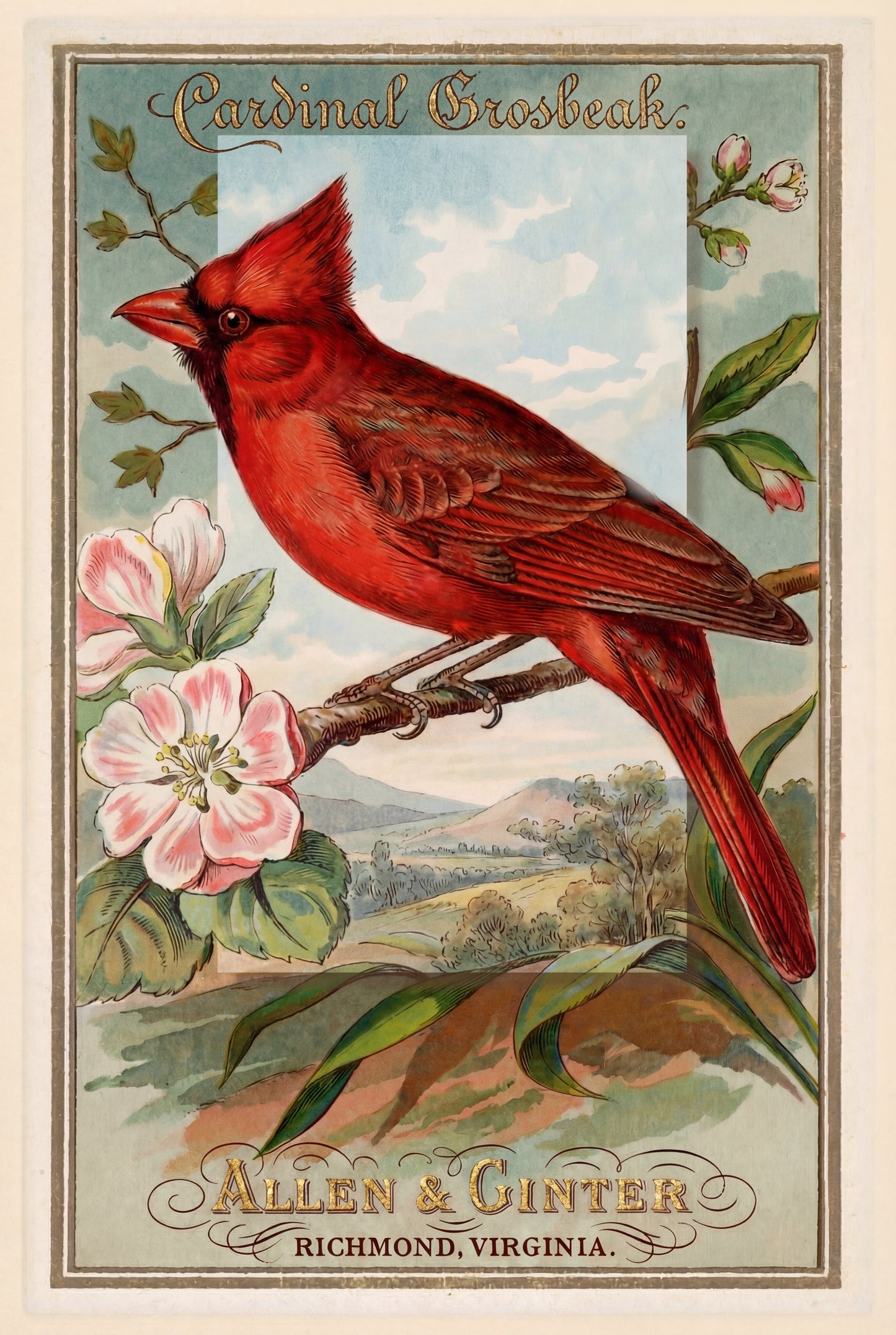 Birds of America (1888) Allen & Ginter | Pack of 10 Stationary Trading Cards (1 Design per Pack)