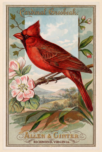 Birds of America (1888) Allen & Ginter | Pack of 10 Stationary Trading Cards (1 Design per Pack)