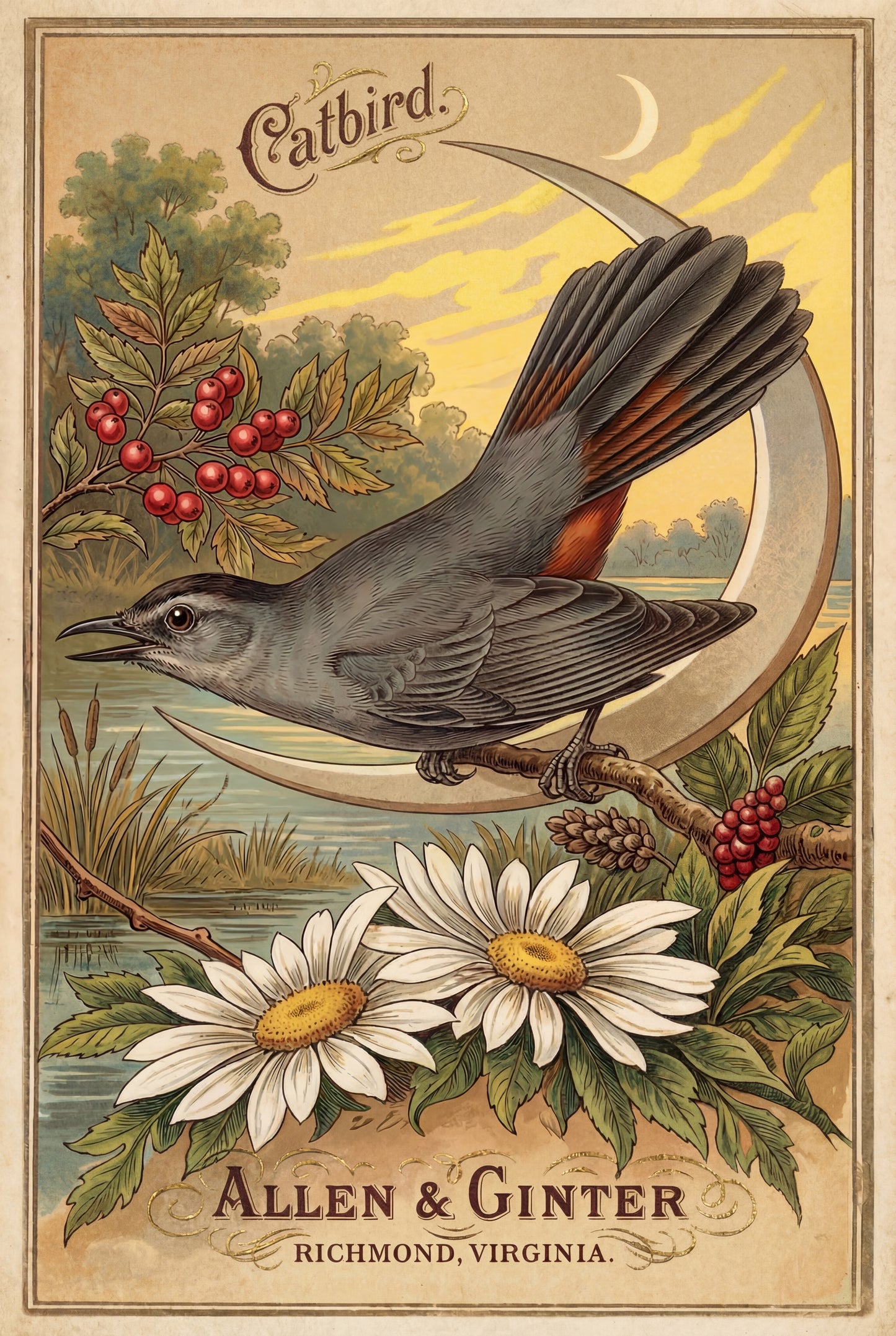 Birds of America (1888) Allen & Ginter | Pack of 10 Stationary Trading Cards (1 Design per Pack)