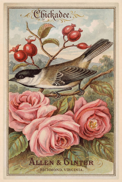 Birds of America (1888) Allen & Ginter | Pack of 10 Stationary Trading Cards (1 Design per Pack)