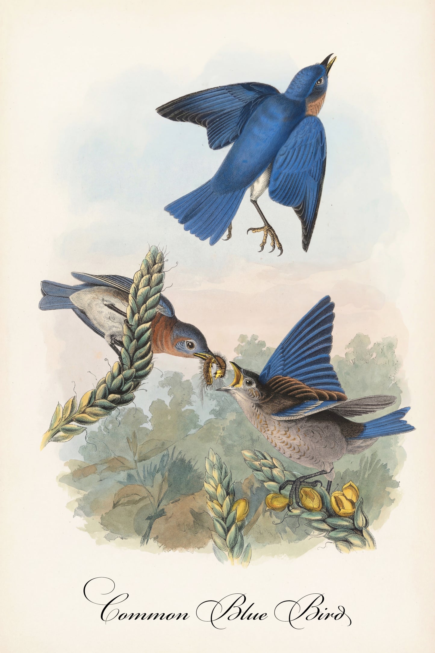 Fine Art Framed Poster: The Birds of America by John James Audubon | 1842 Lithograph