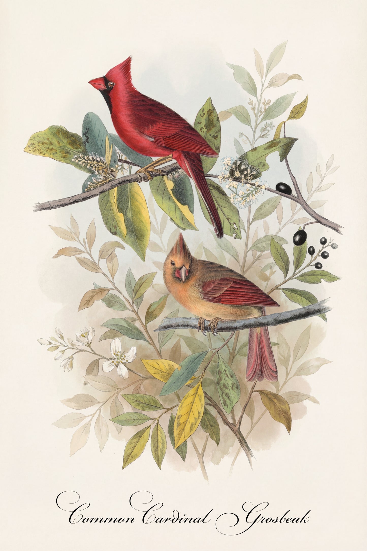 Fine Art Framed Poster: The Birds of America by John James Audubon | 1842 Lithograph