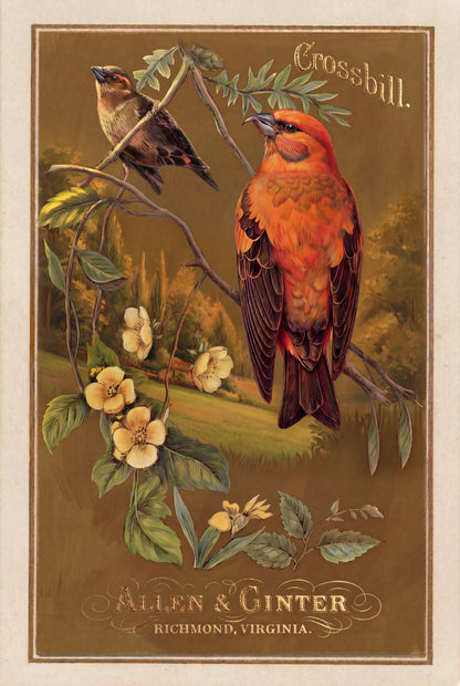 Birds of America (1888) Allen & Ginter | Pack of 10 Stationary Trading Cards (1 Design per Pack)