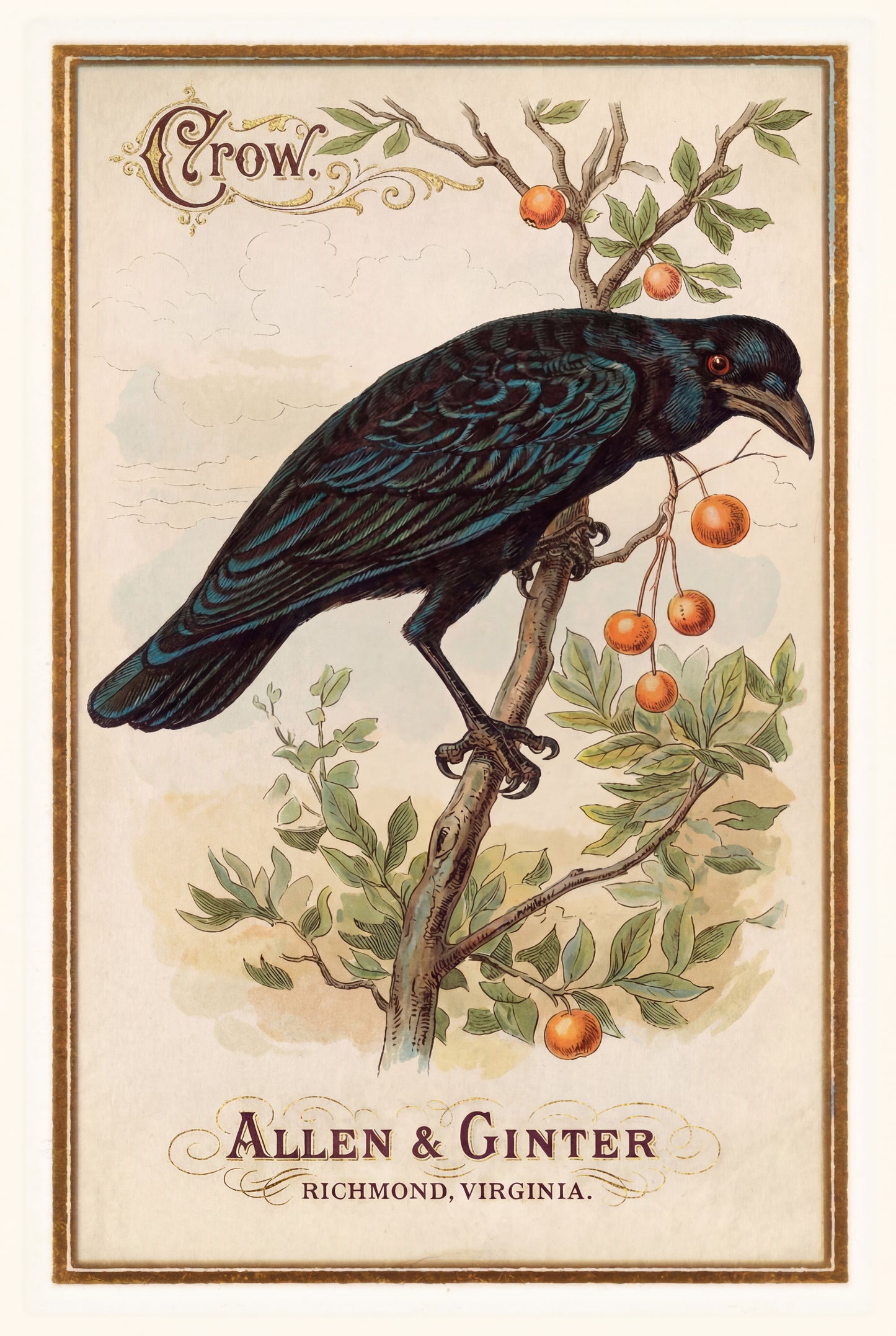 Birds of America (1888) Allen & Ginter | Pack of 10 Stationary Trading Cards (1 Design per Pack)