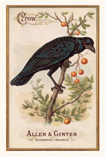 Birds of America (1888) Allen & Ginter | Pack of 10 Stationary Trading Cards (1 Design per Pack)