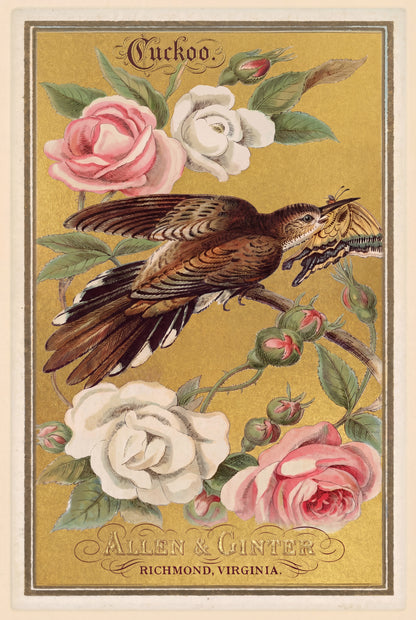 Birds of America (1888) Allen & Ginter | Pack of 10 Stationary Trading Cards (1 Design per Pack)