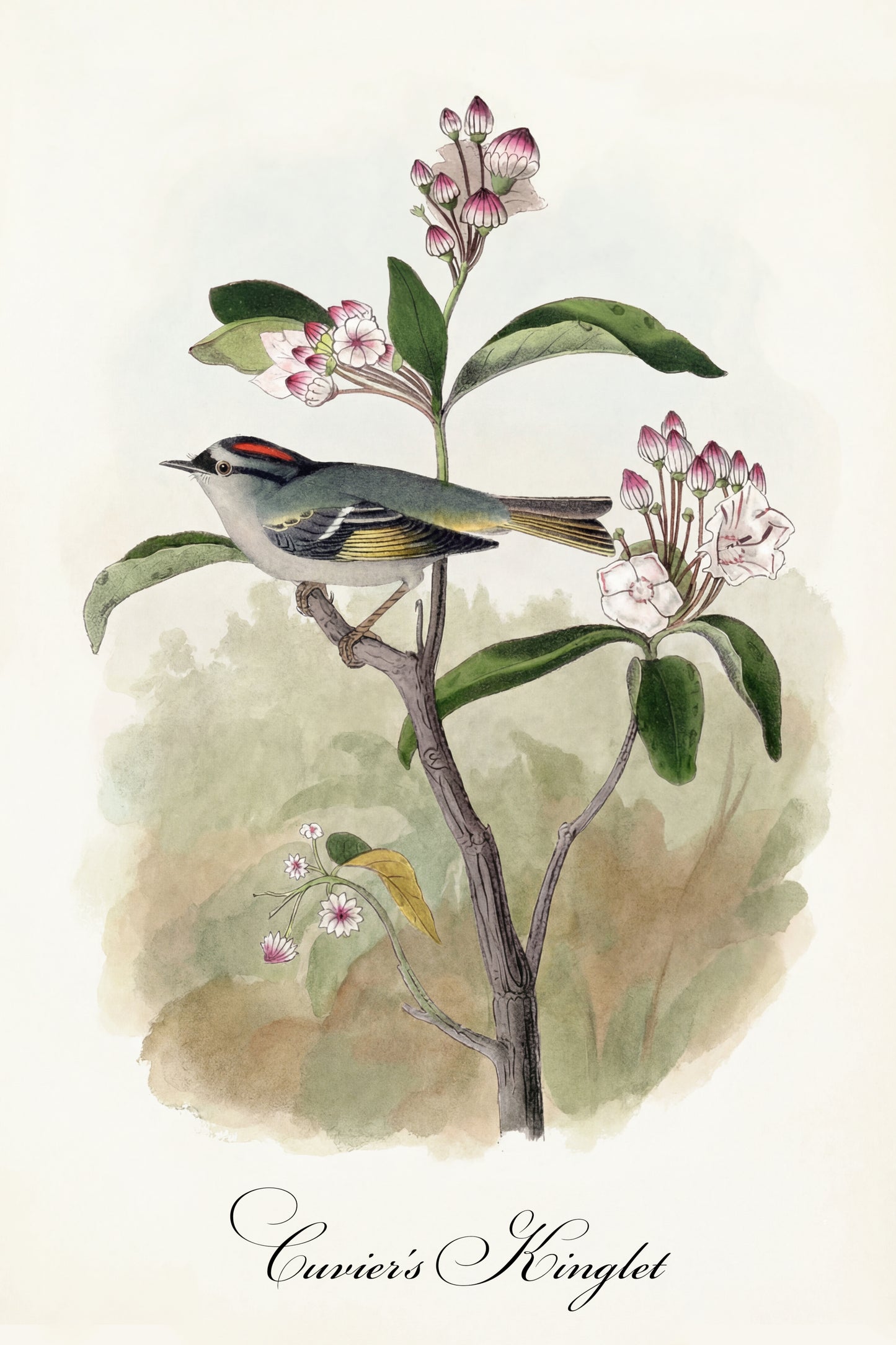 Fine Art Framed Poster: The Birds of America by John James Audubon | 1842 Lithograph