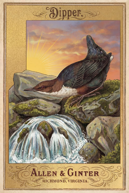 Birds of America (1888) Allen & Ginter | Pack of 10 Stationary Trading Cards (1 Design per Pack)