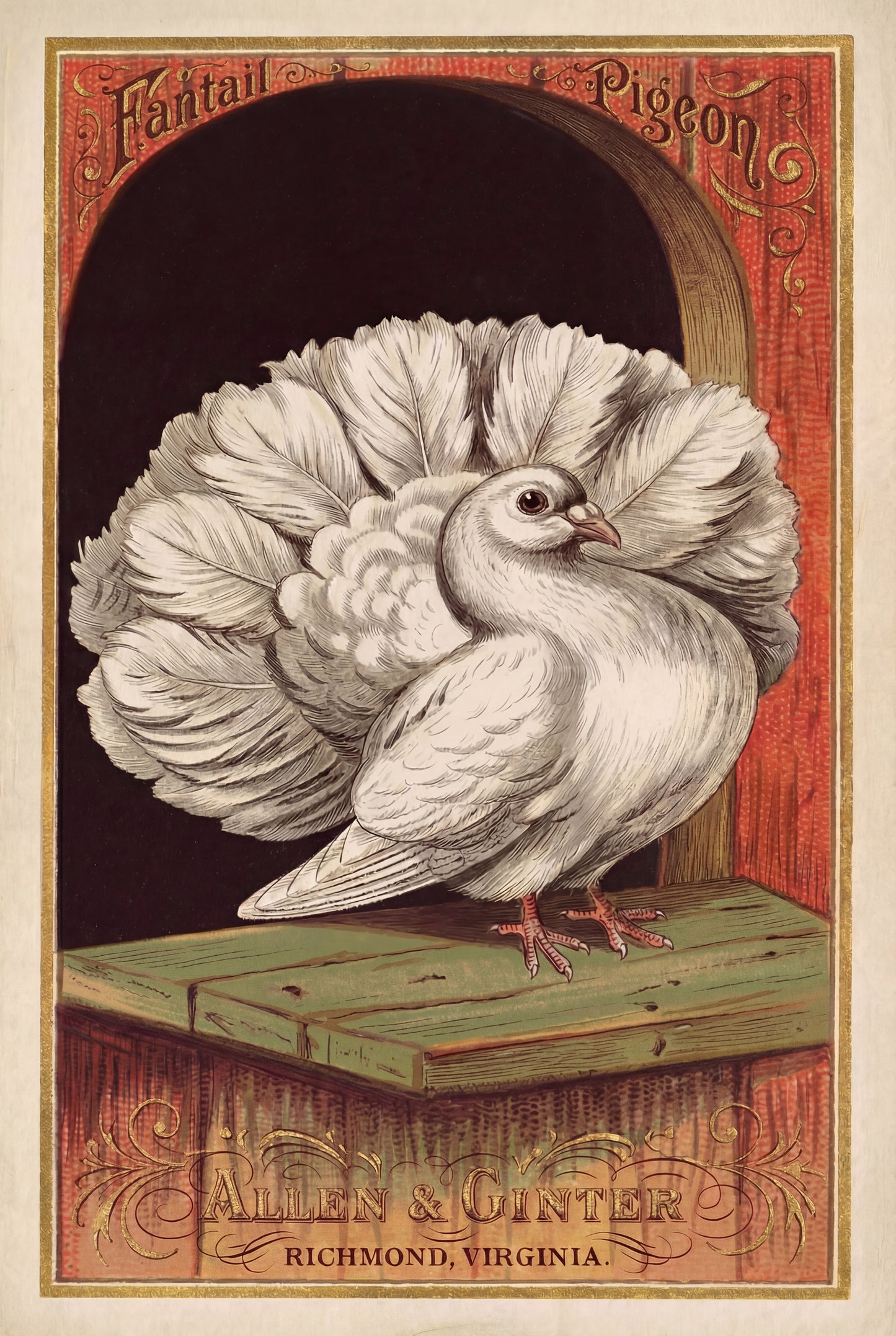 Birds of America (1888) Allen & Ginter | Pack of 10 Stationary Trading Cards (1 Design per Pack)