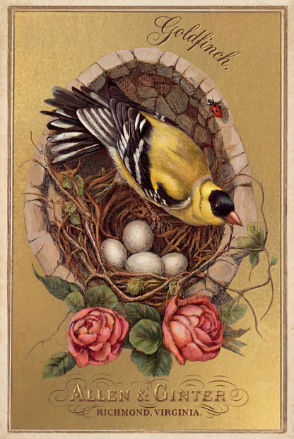 Birds of America (1888) Allen & Ginter | Pack of 10 Stationary Trading Cards (1 Design per Pack)