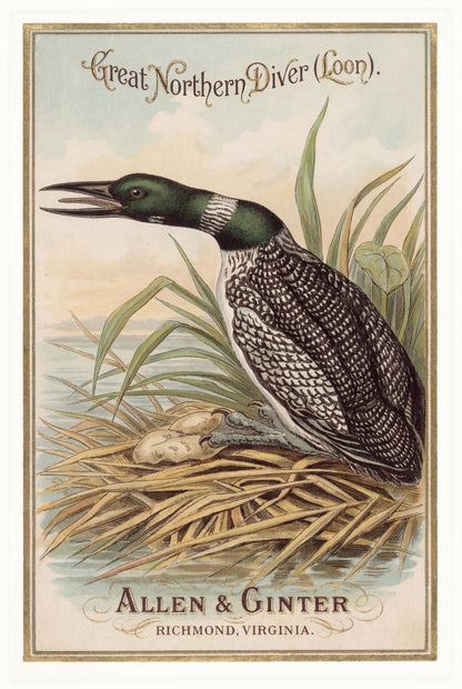 Birds of America (1888) Allen & Ginter | Pack of 10 Stationary Trading Cards (1 Design per Pack)