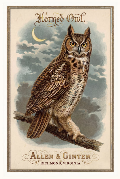 Birds of America (1888) Allen & Ginter | Pack of 10 Stationary Trading Cards (1 Design per Pack)