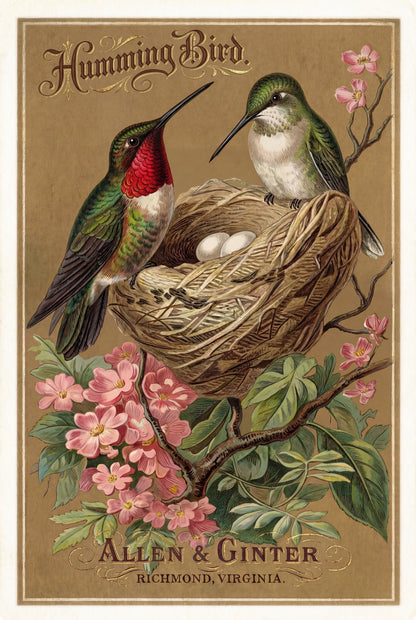 Birds of America (1888) Allen & Ginter | Pack of 10 Stationary Trading Cards (1 Design per Pack)