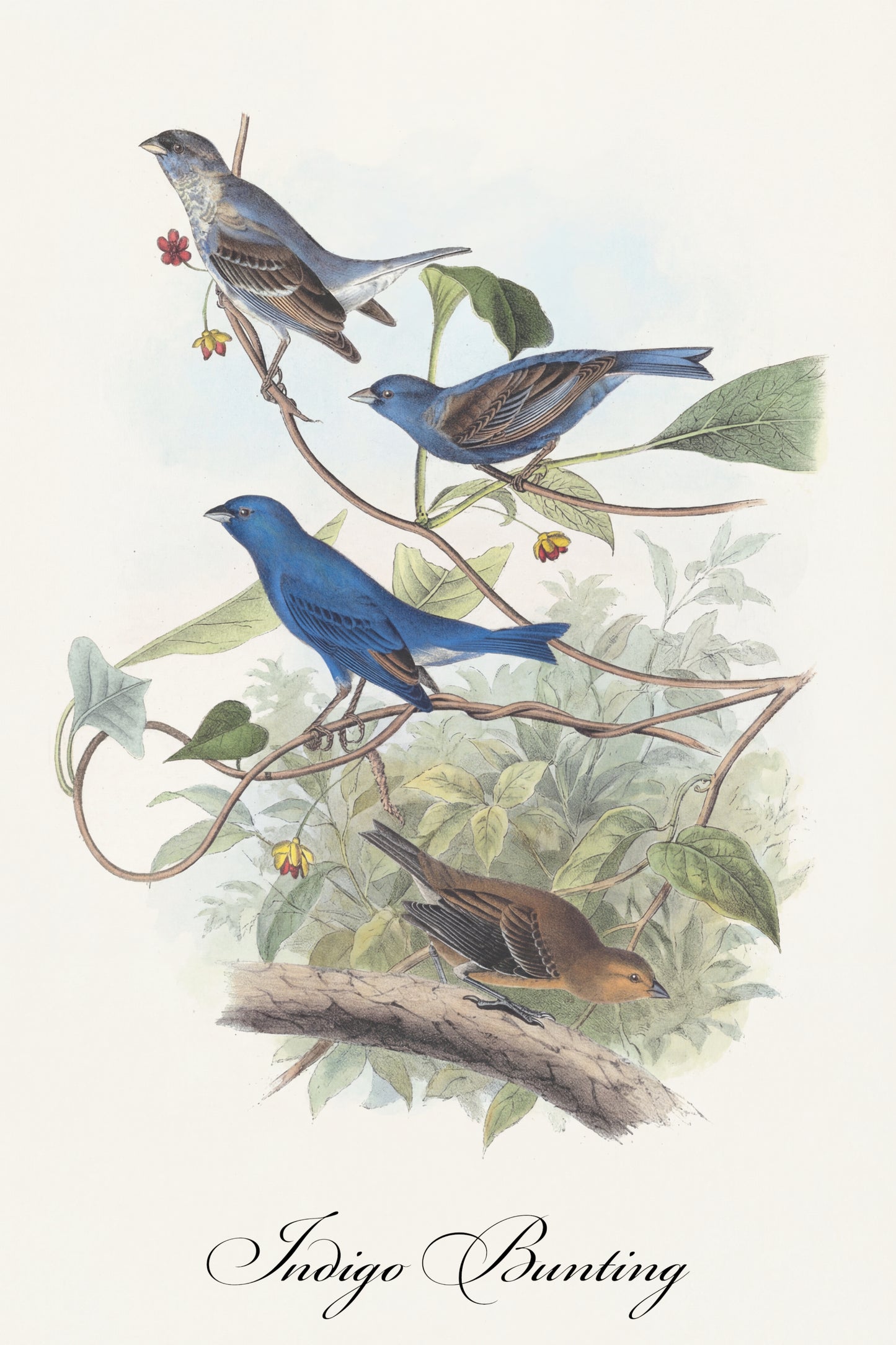 Fine Art Framed Poster: The Birds of America by John James Audubon | 1842 Lithograph