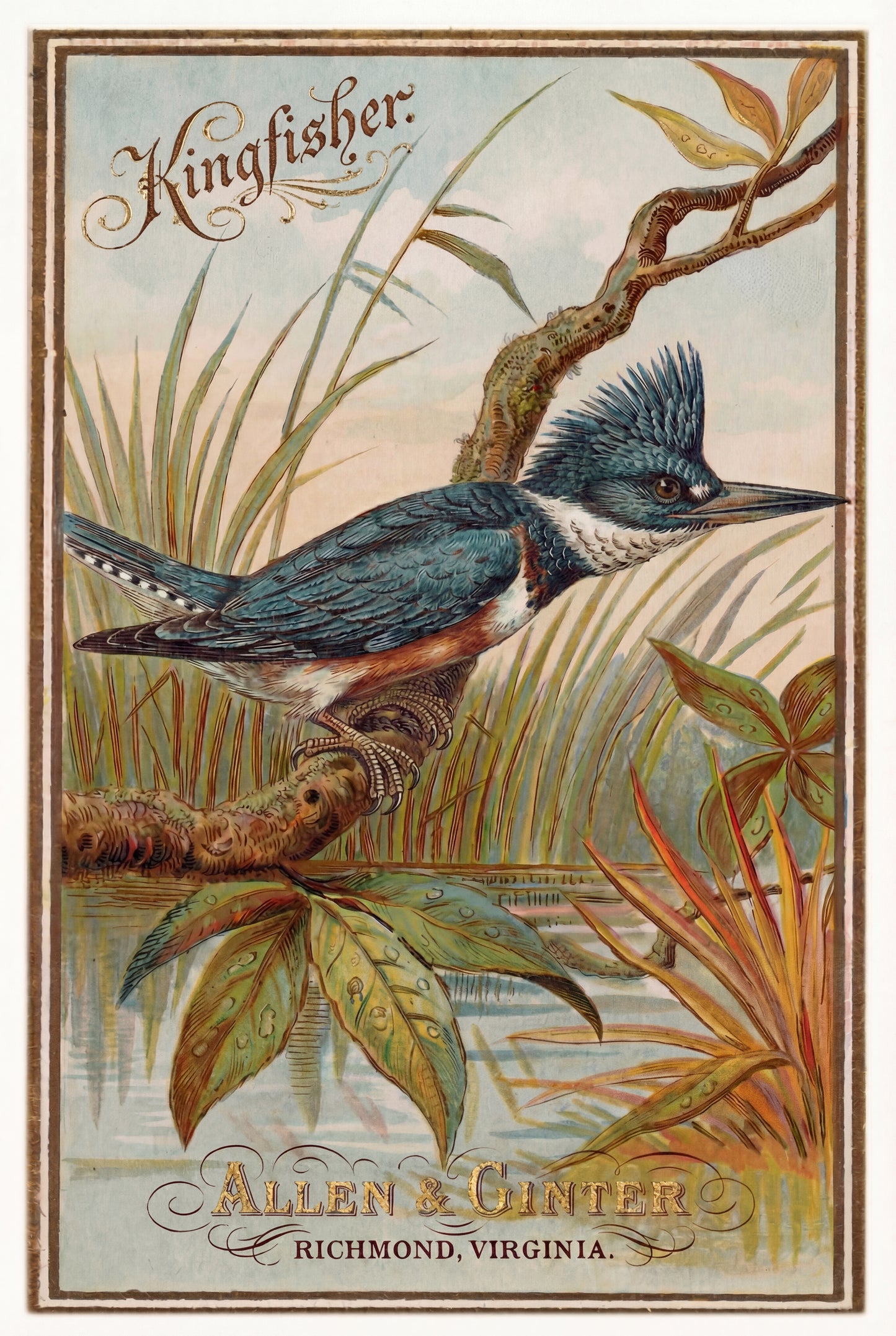 Birds of America (1888) Allen & Ginter | Pack of 10 Stationary Trading Cards (1 Design per Pack)