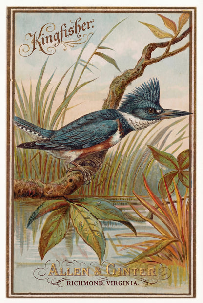 Birds of America (1888) Allen & Ginter | Pack of 10 Stationary Trading Cards (1 Design per Pack)