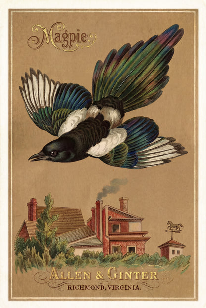 Birds of America (1888) Allen & Ginter | Pack of 10 Stationary Trading Cards (1 Design per Pack)