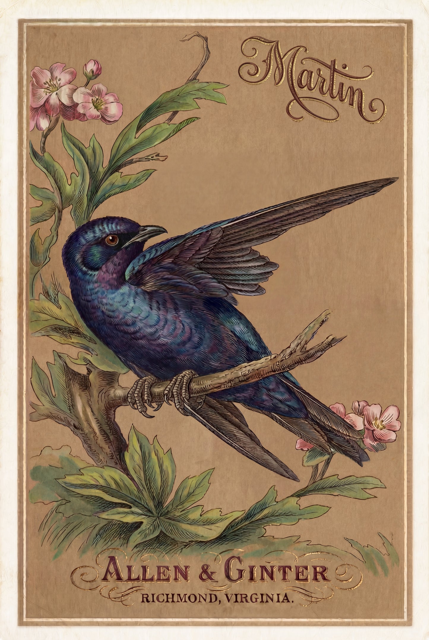 Birds of America (1888) Allen & Ginter | Pack of 10 Stationary Trading Cards (1 Design per Pack)