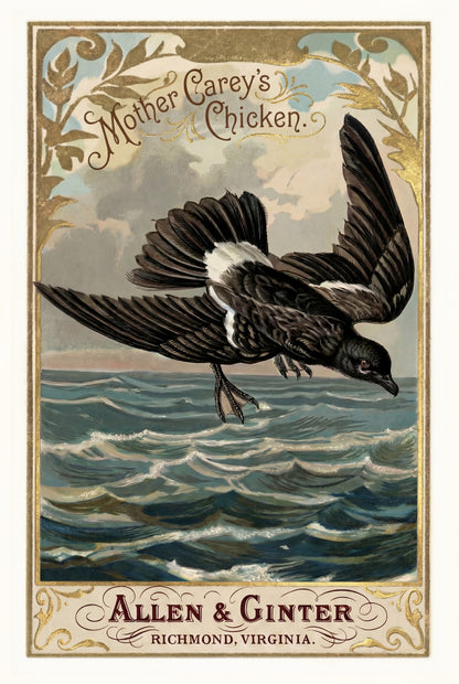 Birds of America (1888) Allen & Ginter | Pack of 10 Stationary Trading Cards (1 Design per Pack)