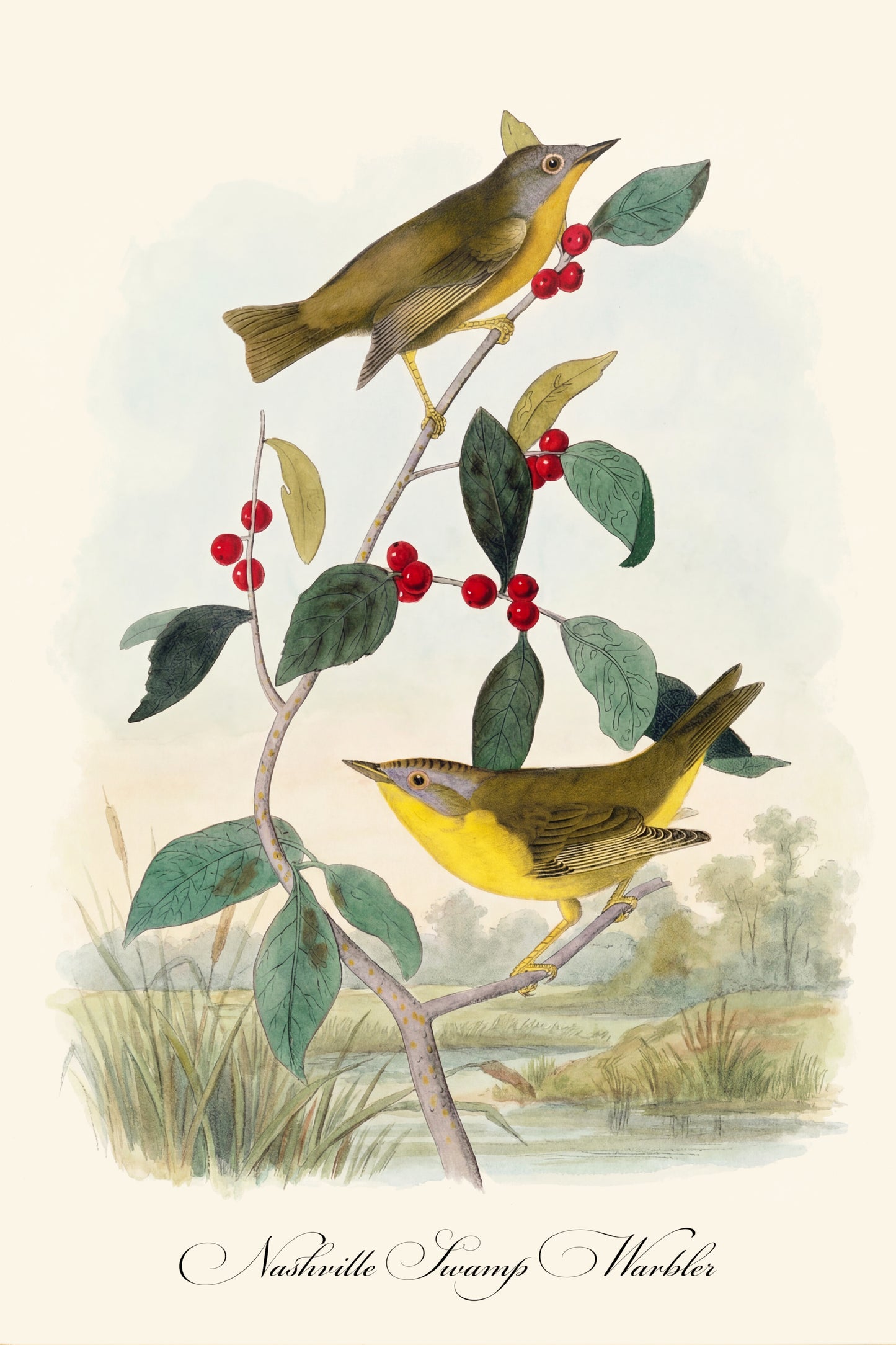 Fine Art Framed Poster: The Birds of America by John James Audubon | 1842 Lithograph