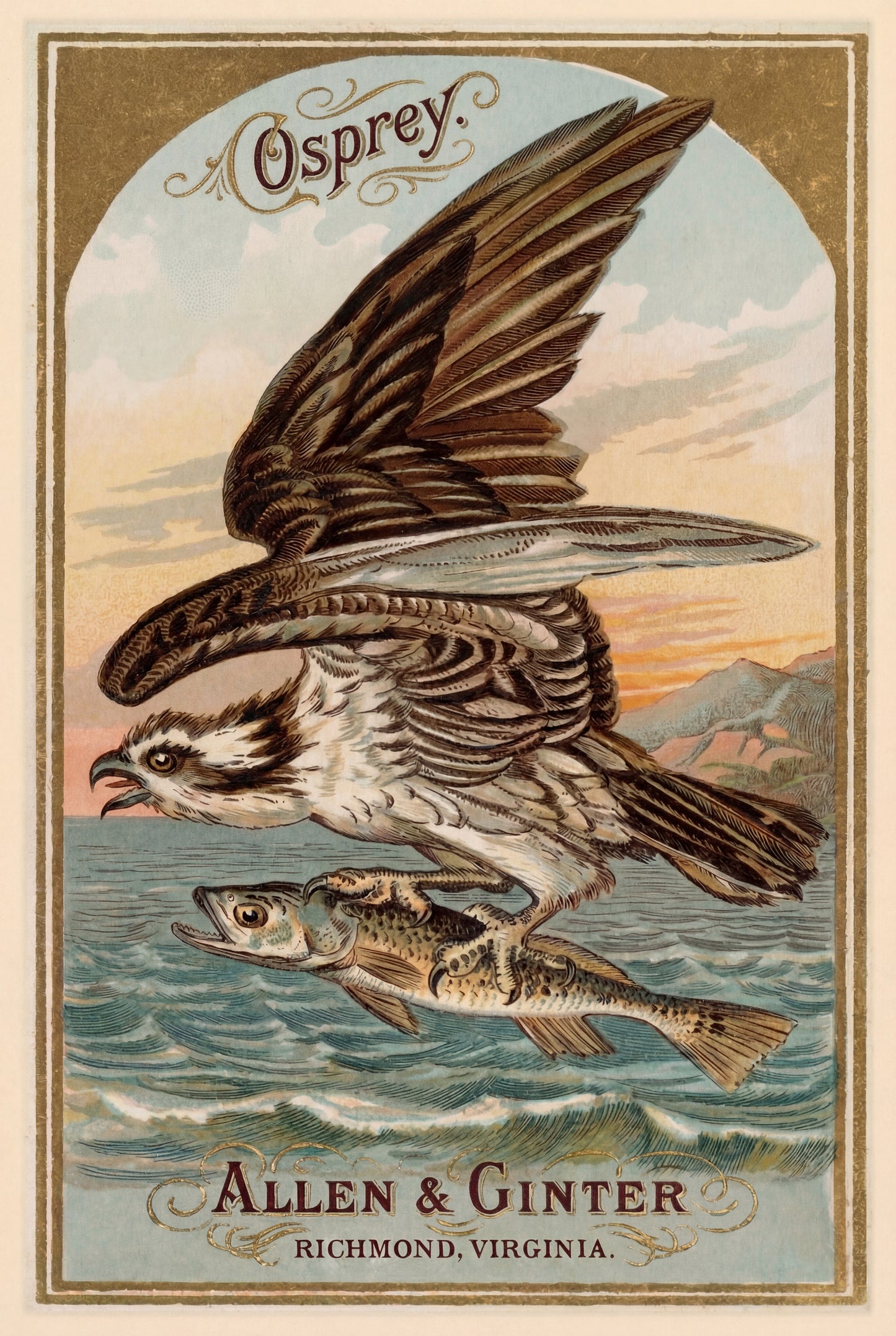 Birds of America (1888) Allen & Ginter | Pack of 10 Stationary Trading Cards (1 Design per Pack)