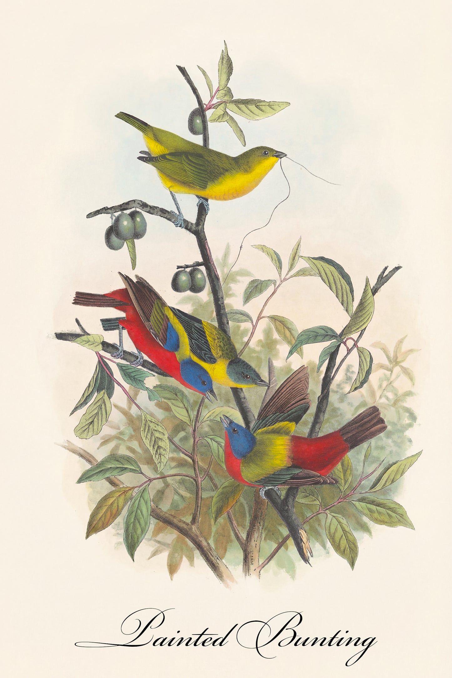 Fine Art Framed Poster: The Birds of America by John James Audubon | 1842 Lithograph