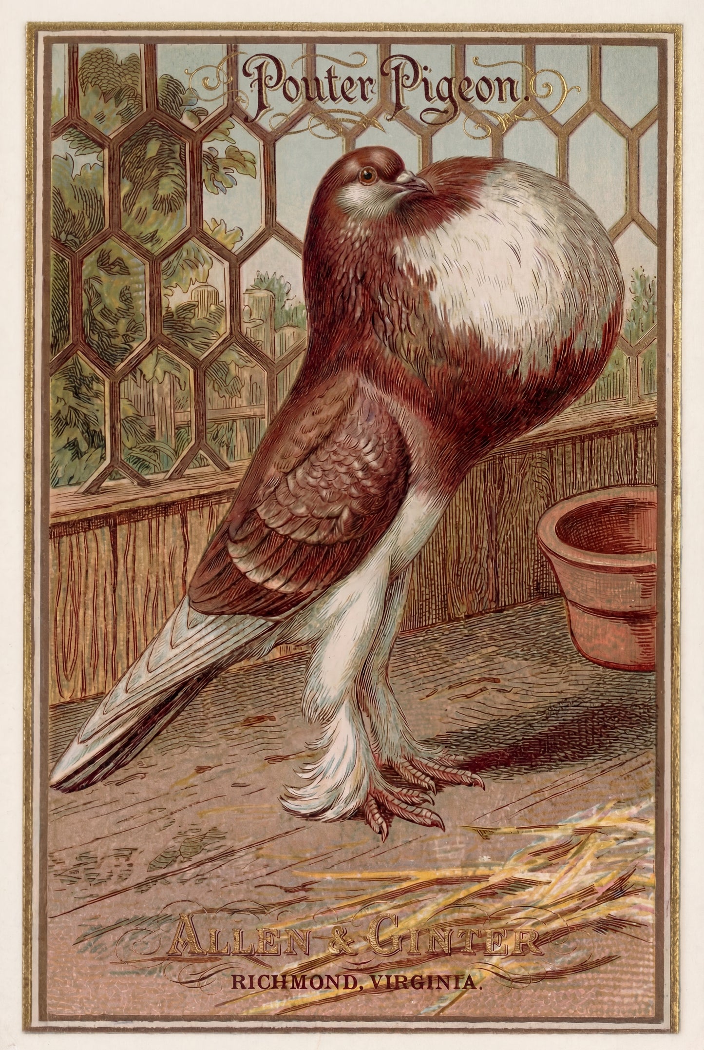 Birds of America (1888) Allen & Ginter | Pack of 10 Stationary Trading Cards (1 Design per Pack)