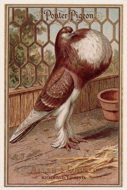 Birds of America (1888) Allen & Ginter | Pack of 10 Stationary Trading Cards (1 Design per Pack)