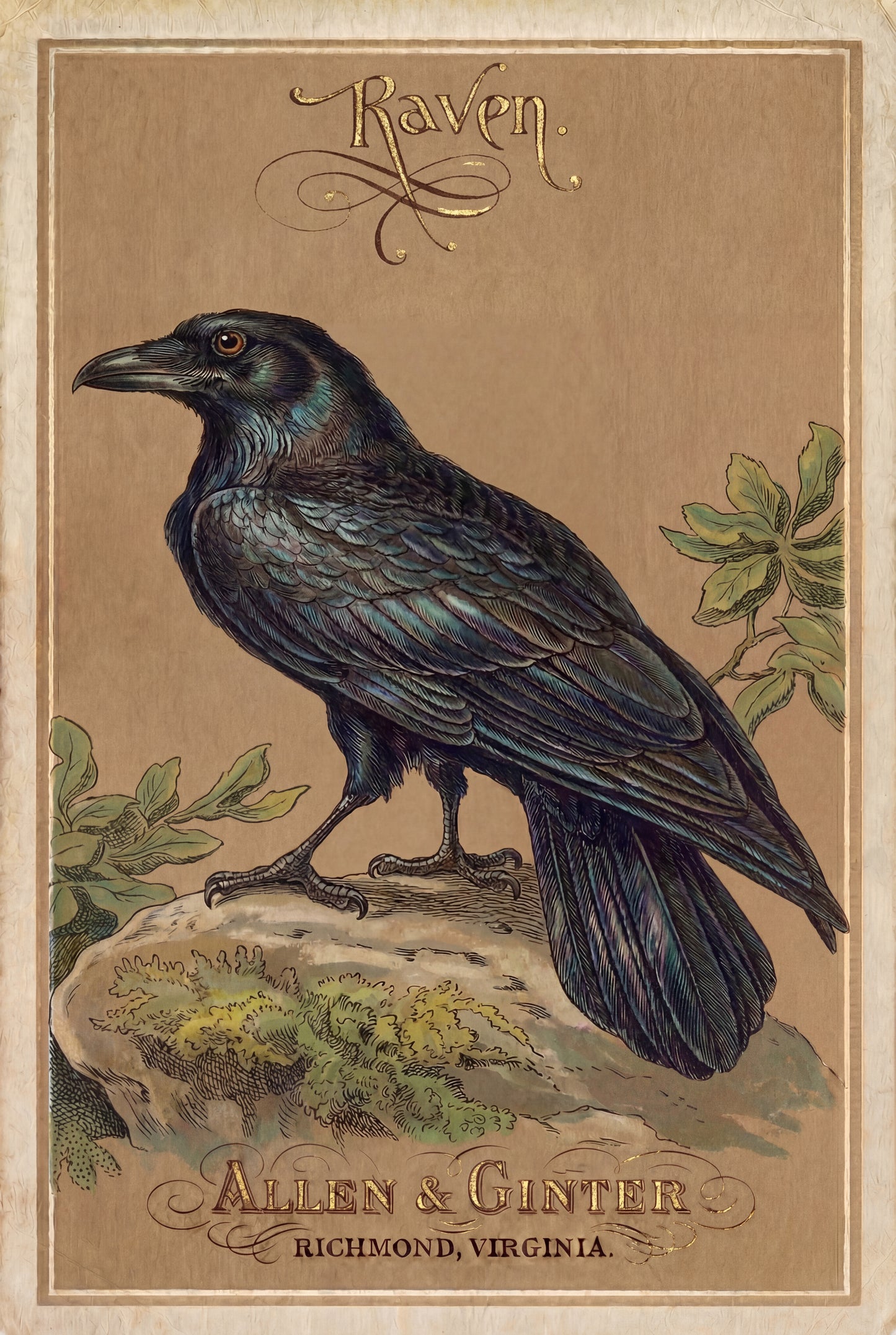 Birds of America (1888) Allen & Ginter | Pack of 10 Stationary Trading Cards (1 Design per Pack)