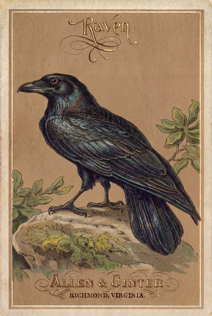 Birds of America (1888) Allen & Ginter | Pack of 10 Stationary Trading Cards (1 Design per Pack)