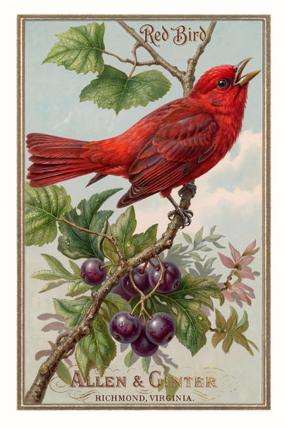 Birds of America (1888) Allen & Ginter | Pack of 10 Stationary Trading Cards (1 Design per Pack)