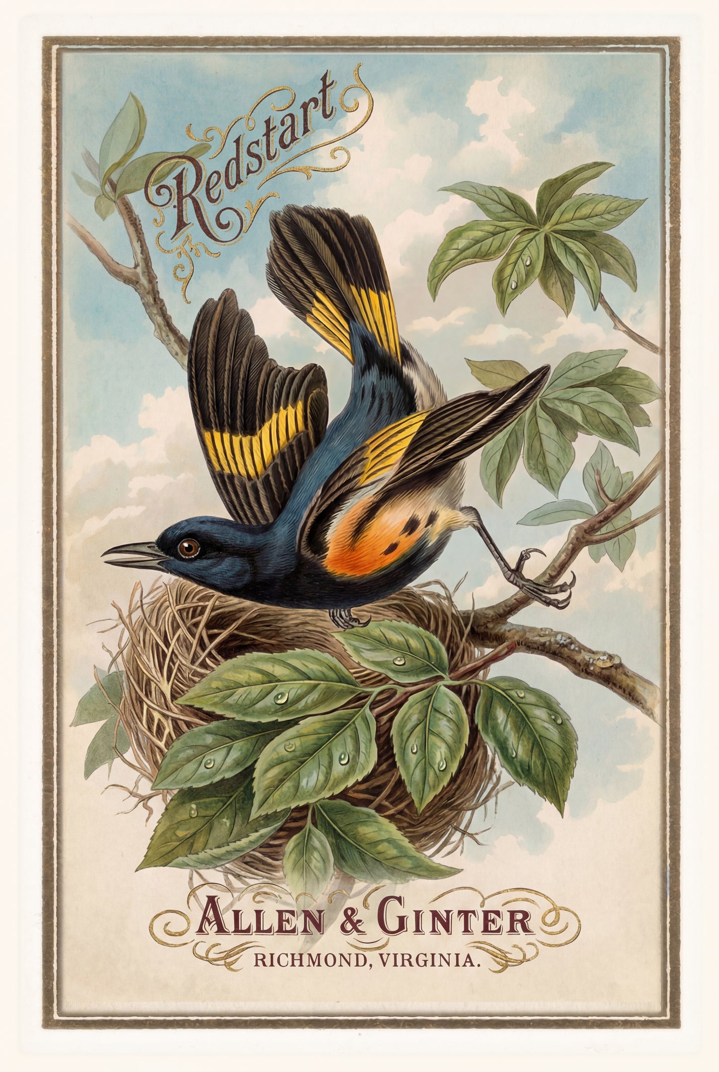 Birds of America (1888) Allen & Ginter | Pack of 10 Stationary Trading Cards (1 Design per Pack)