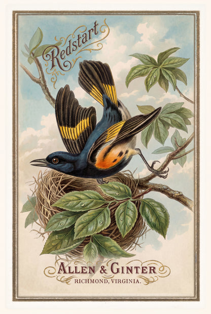 Birds of America (1888) Allen & Ginter | Pack of 10 Stationary Trading Cards (1 Design per Pack)