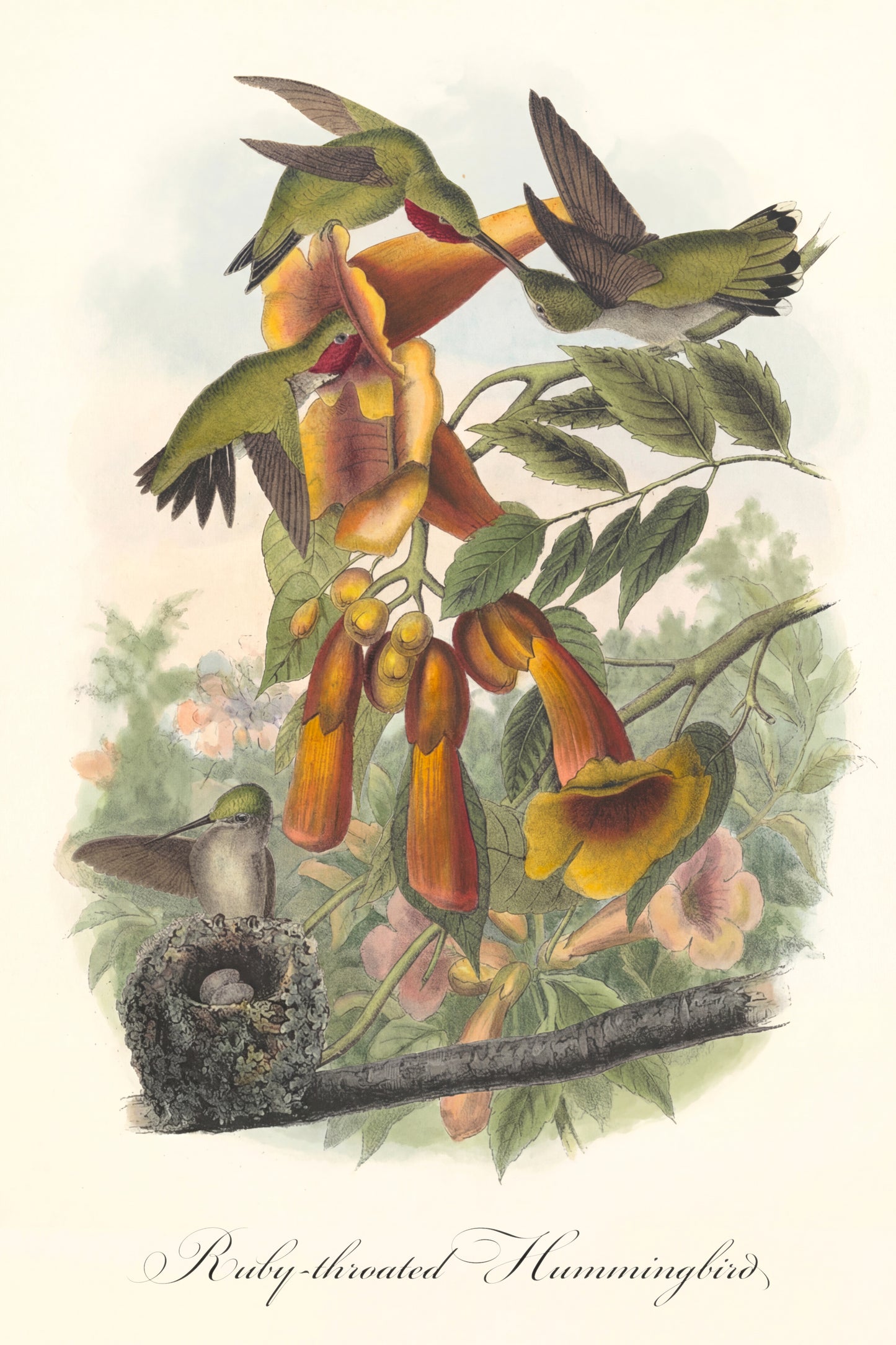 Fine Art Framed Poster: The Birds of America by John James Audubon | 1842 Lithograph