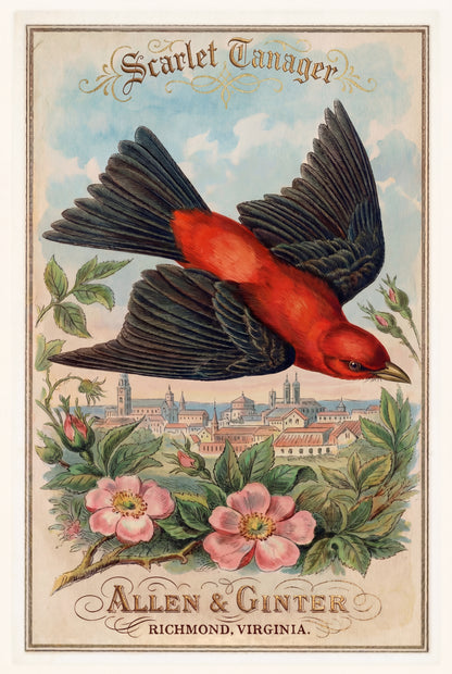 Birds of America (1888) Allen & Ginter | Pack of 10 Stationary Trading Cards (1 Design per Pack)